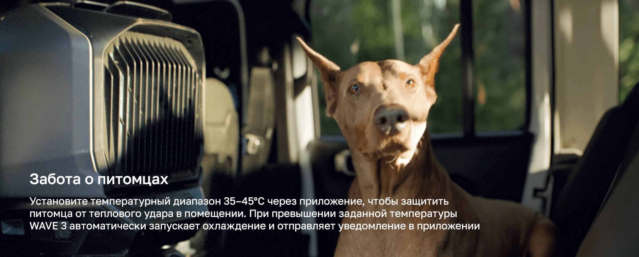Забота о питомцах